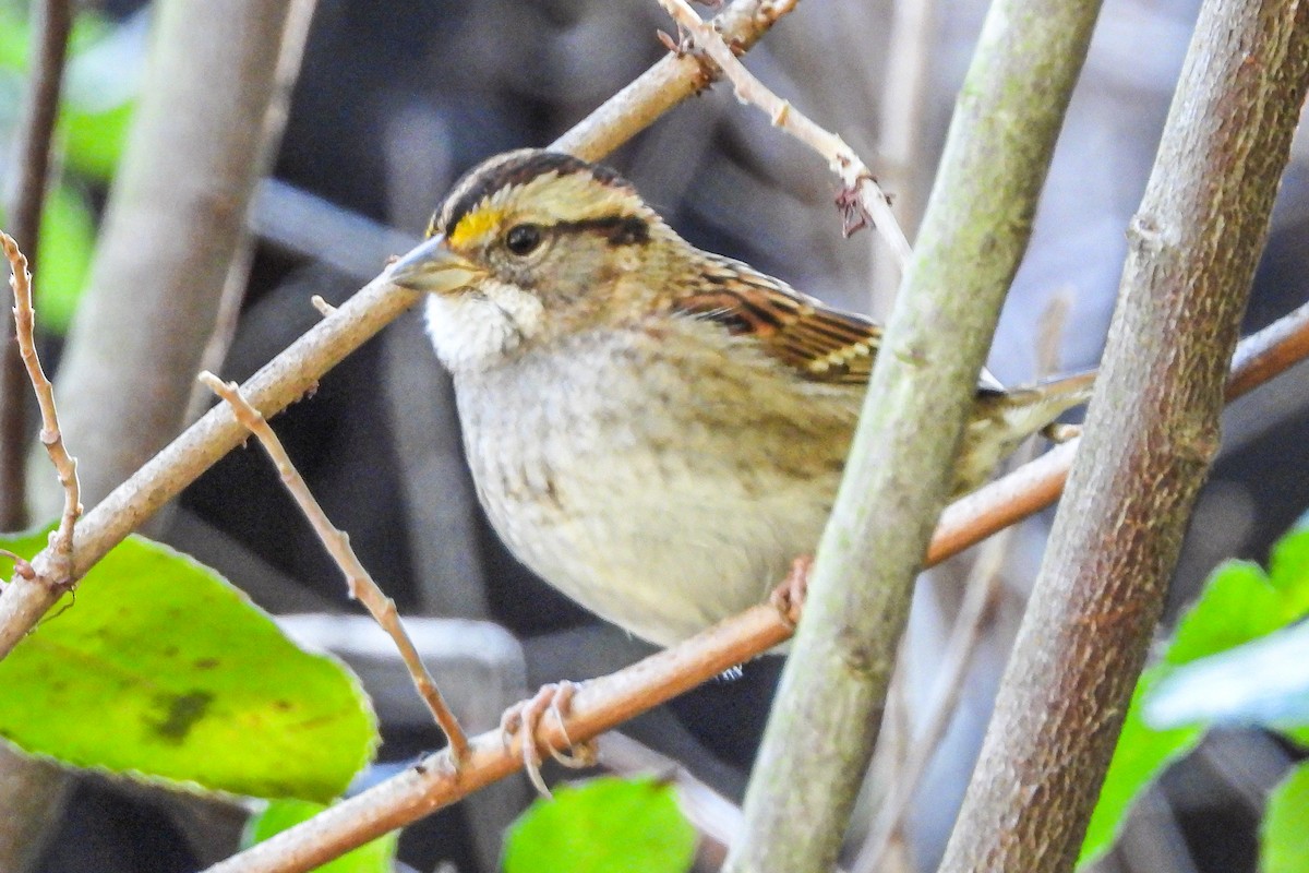 Chingolo Gorjiblanco - ML646943568