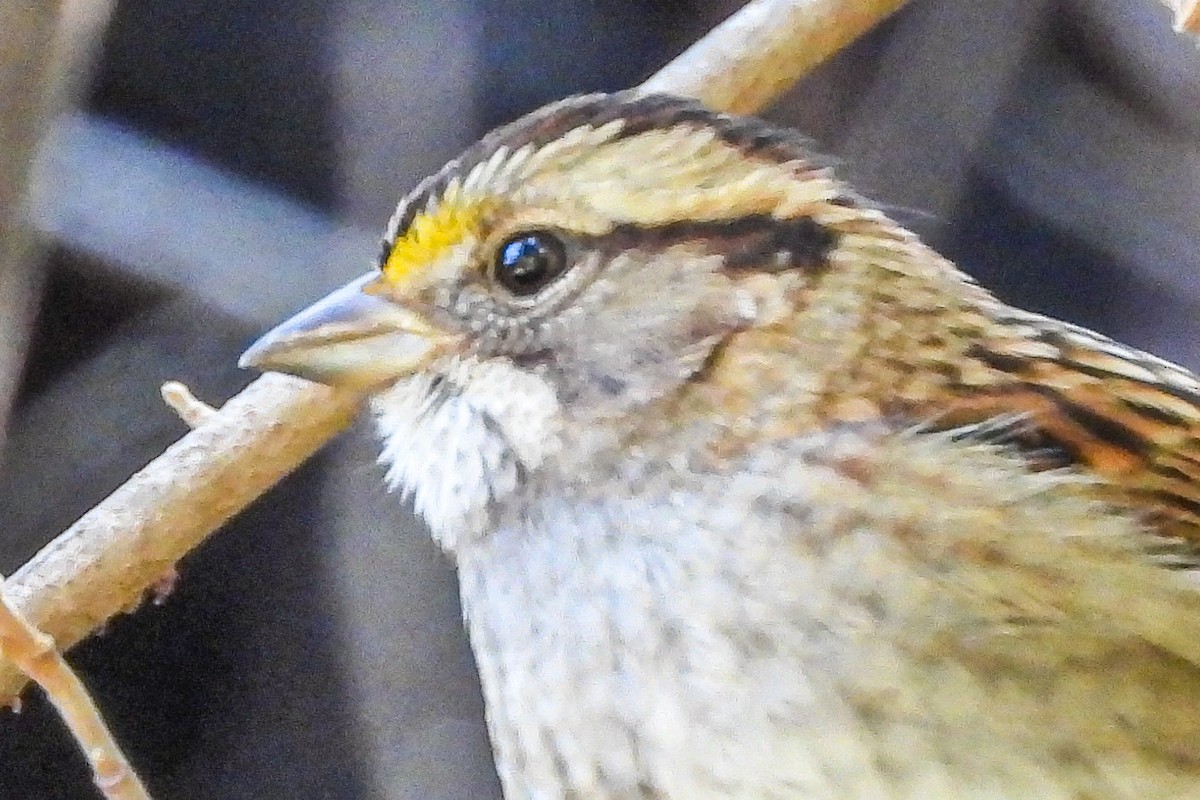 Chingolo Gorjiblanco - ML646943569