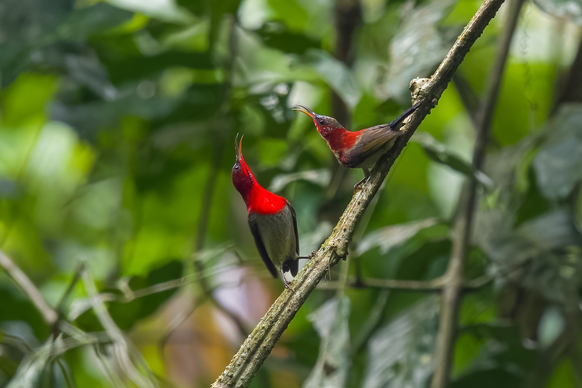 Crimson Sunbird - ML646943573