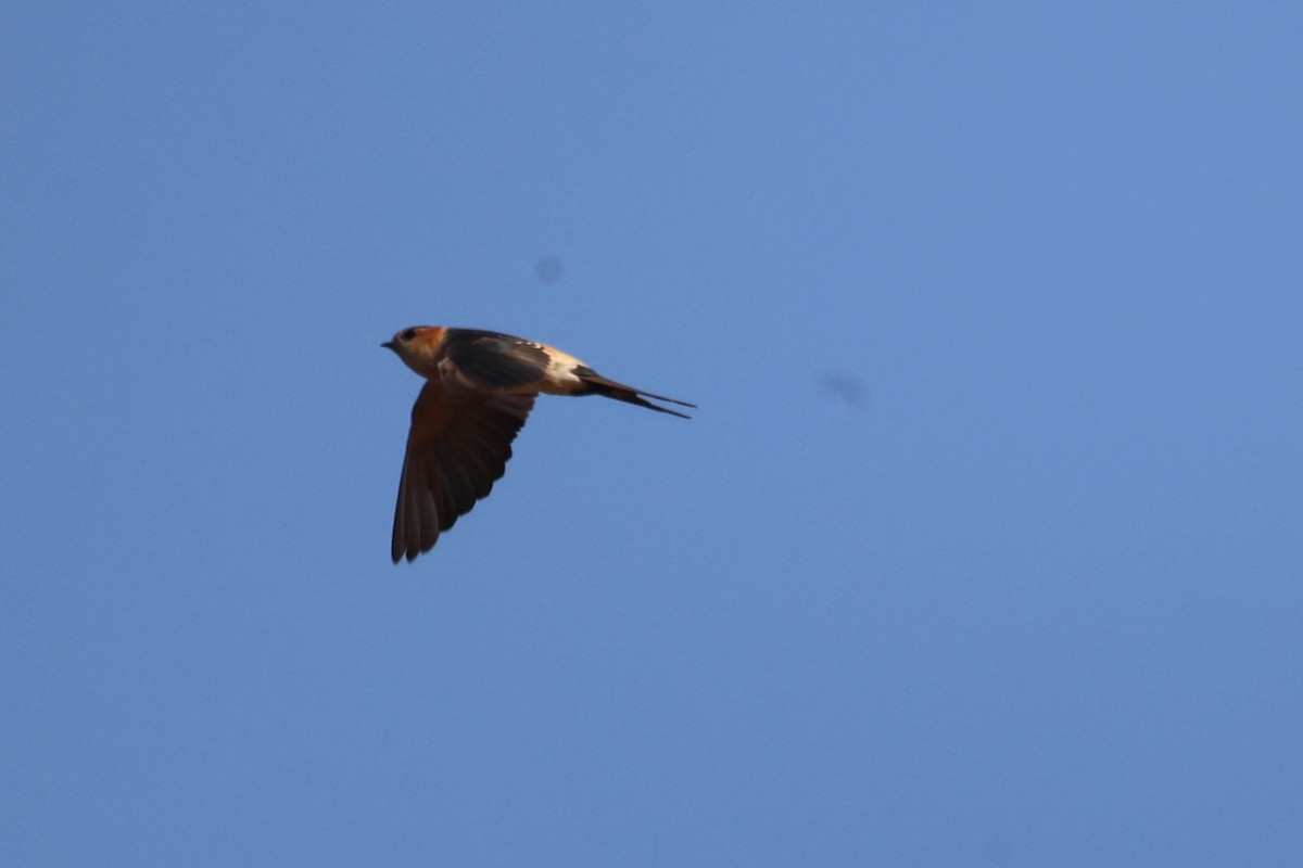 Ластівка рудопоперечна східна - ML646943575