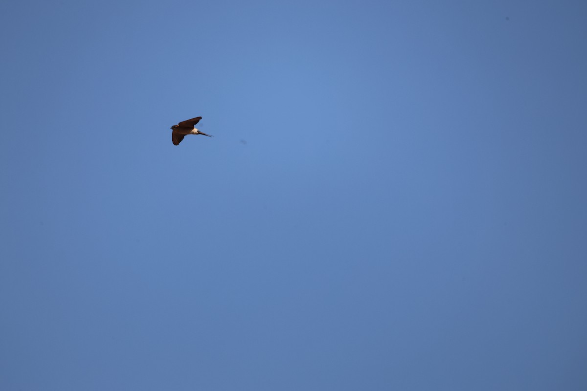 Ластівка рудопоперечна східна - ML646943576