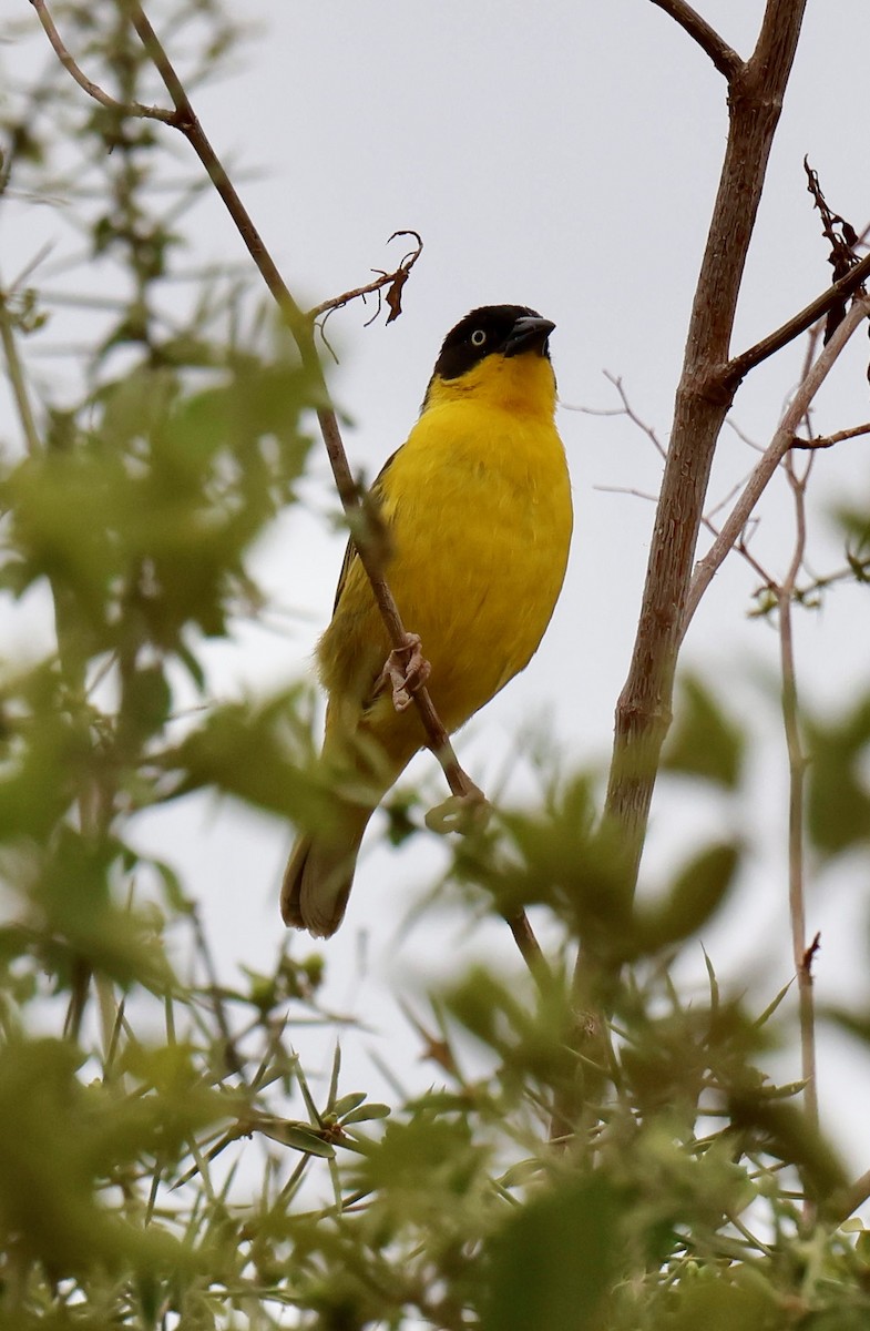 Tejedor Baglafecht - ML646943577