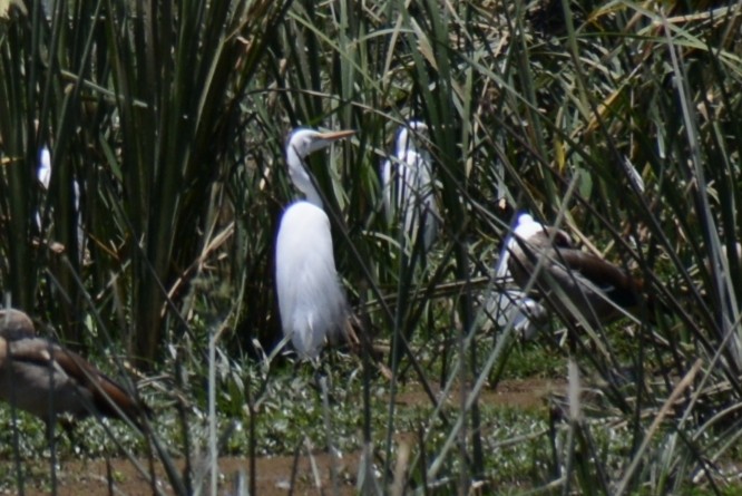 Yellow-billed Egret - ML646943583