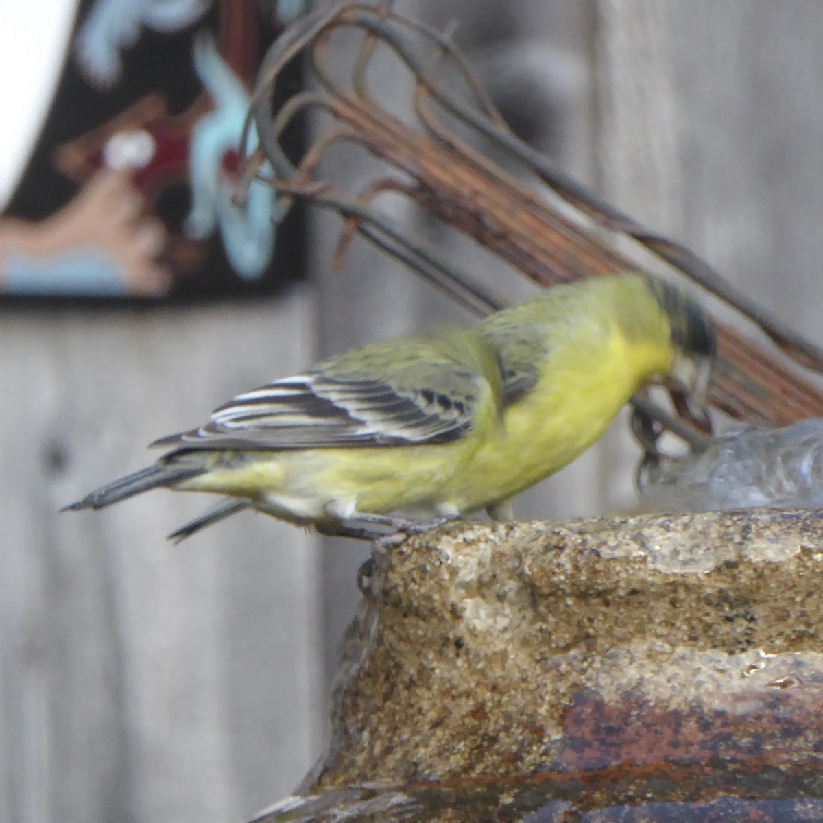 Lesser Goldfinch - ML646943590