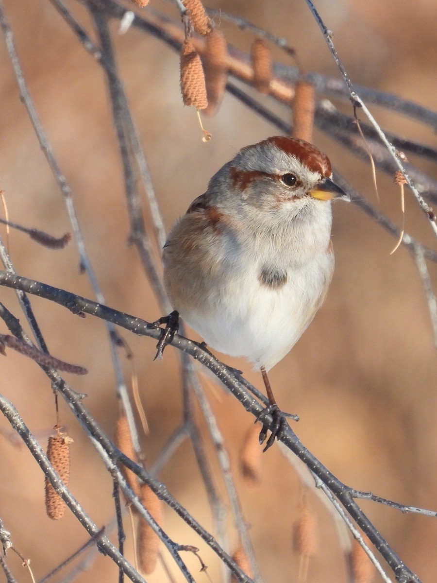 American Tree Sparrow - ML646943593