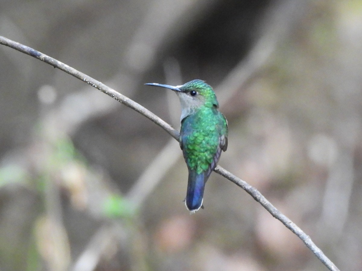 mexicodryade - ML646943602