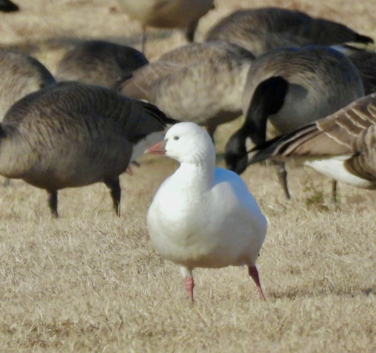 Ross's Goose - ML646943603