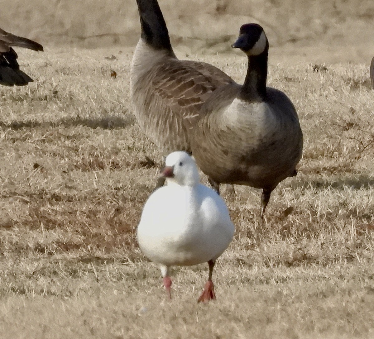 Ross's Goose - ML646943605