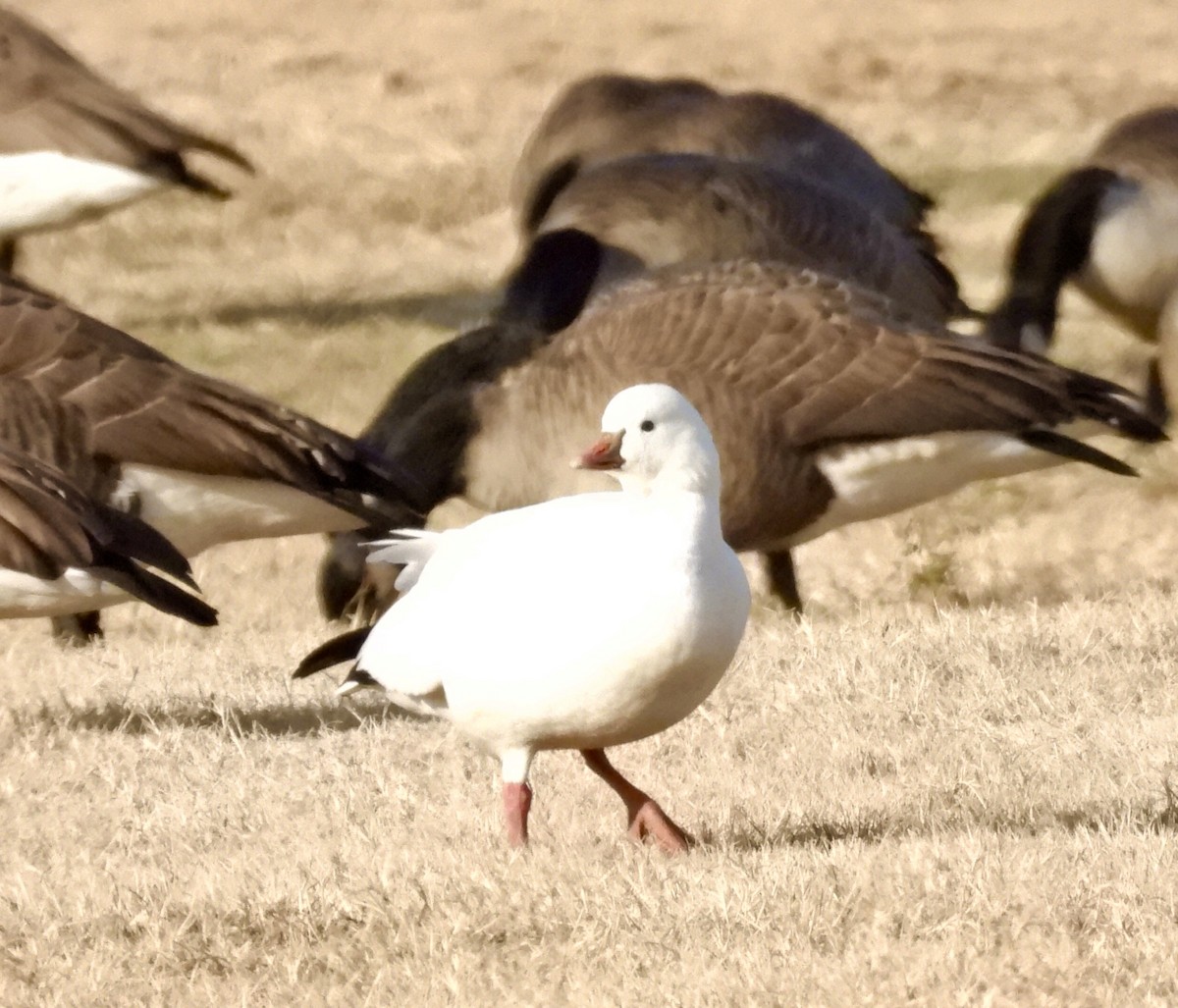 Ross's Goose - ML646943606