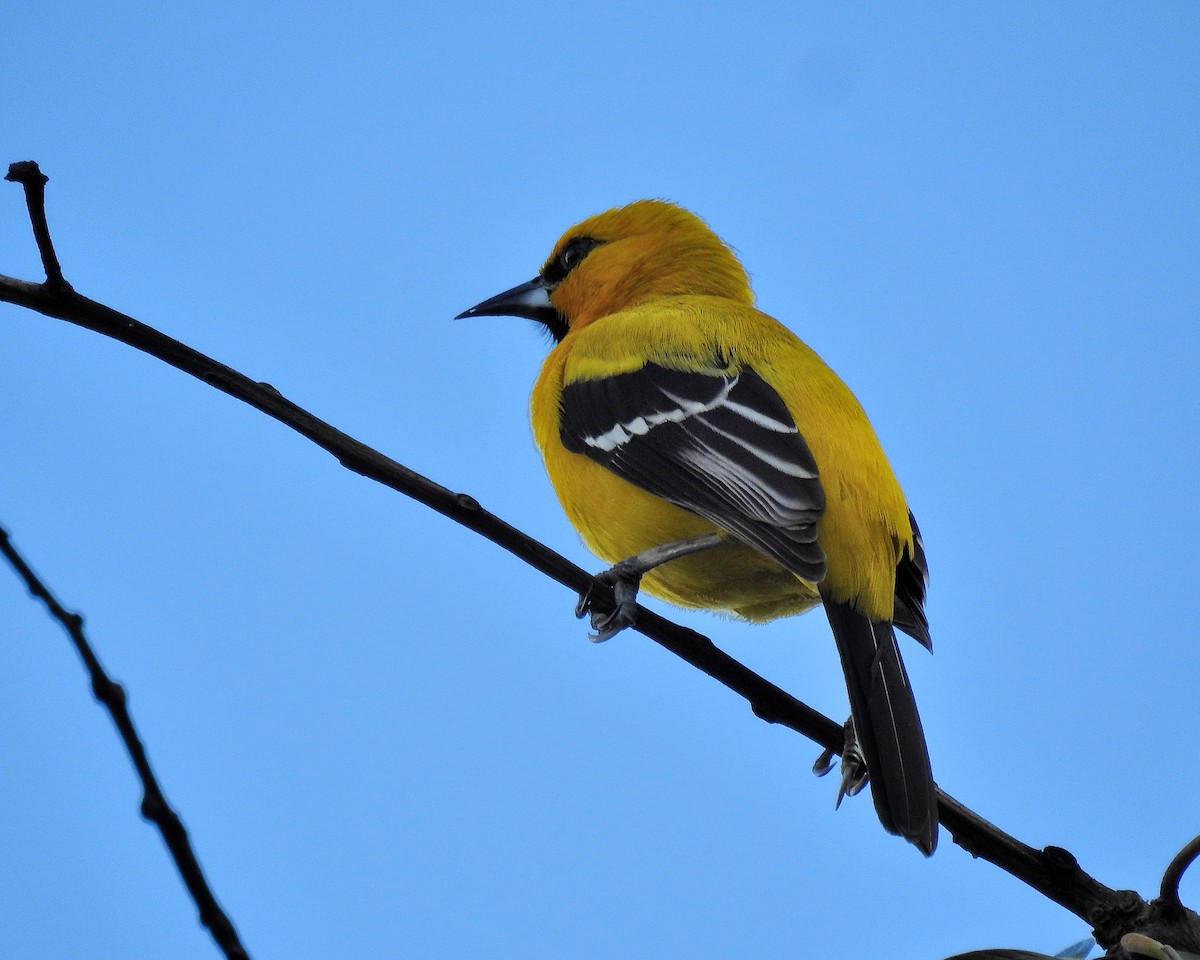 Turpial Amarillo - ML646943613