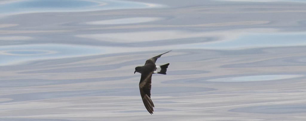 Leach's Storm-Petrel - ML646943614