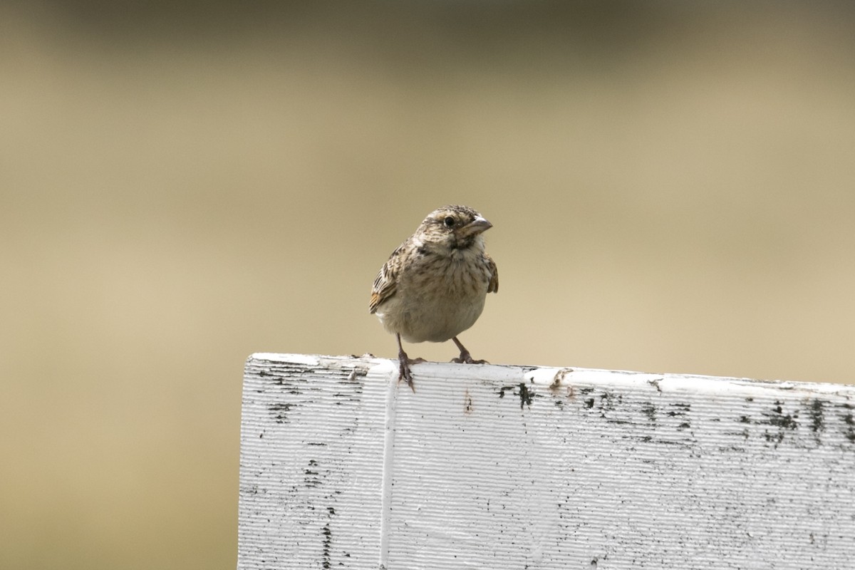 Alondra de Java - ML646943615