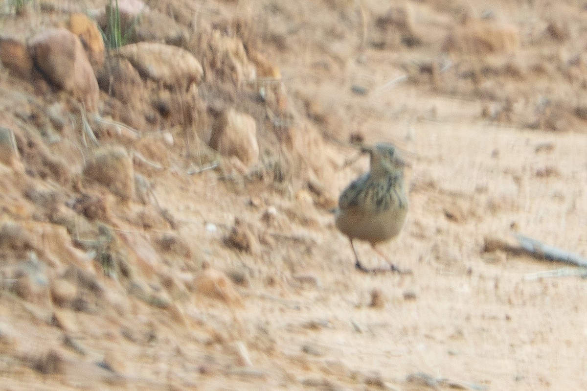 Nicholson's Pipit - ML646943618