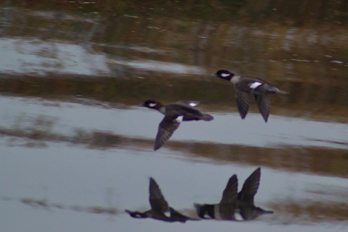 Гоголь-головастик - ML646943619