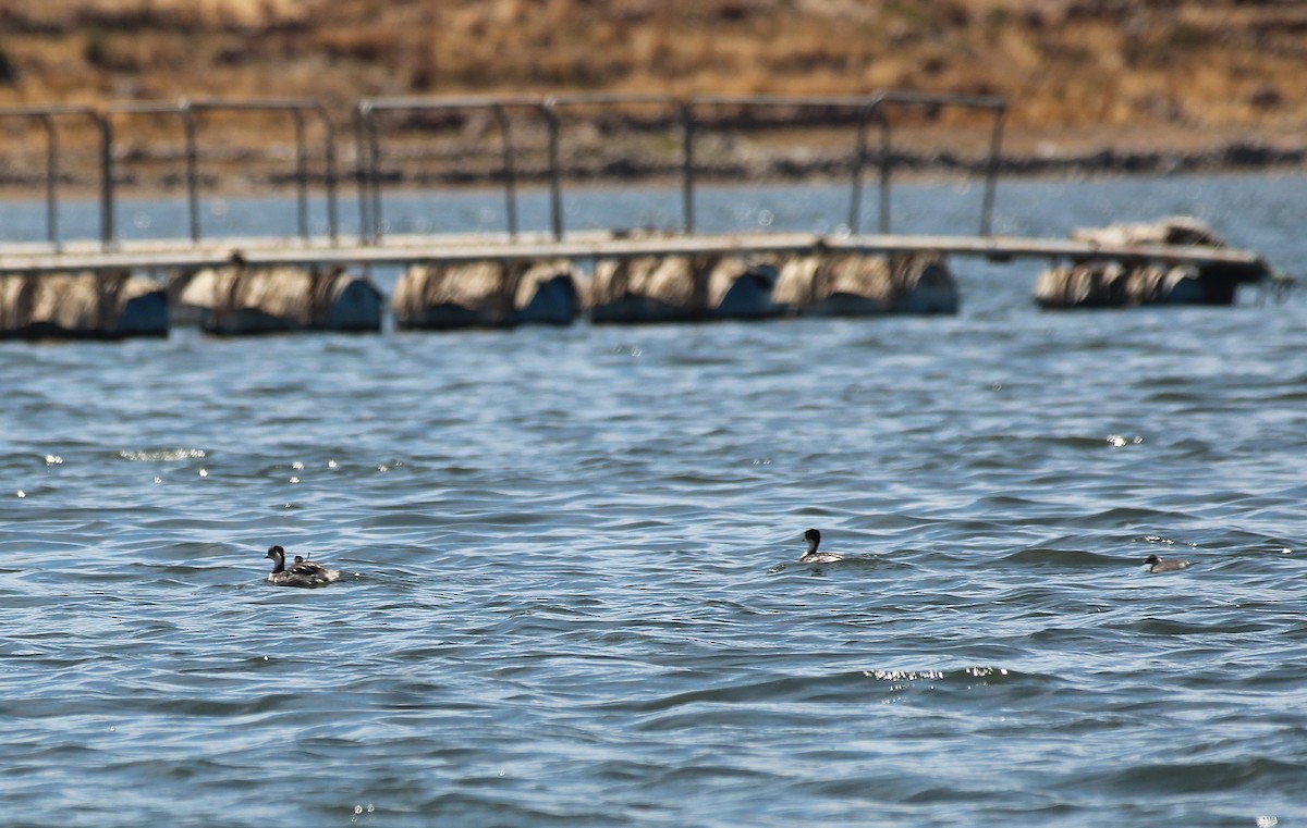 Silvery Grebe - ML646943620