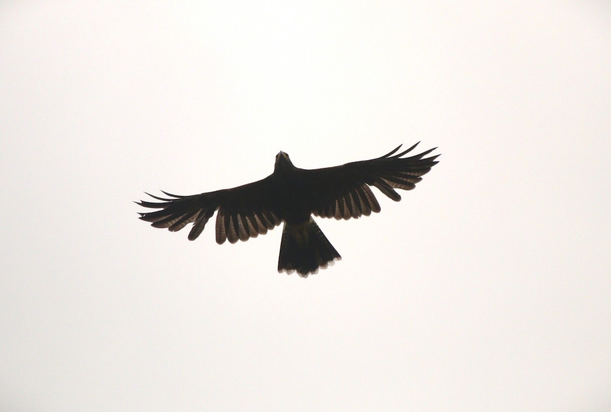 Harris's Hawk - ML646943621