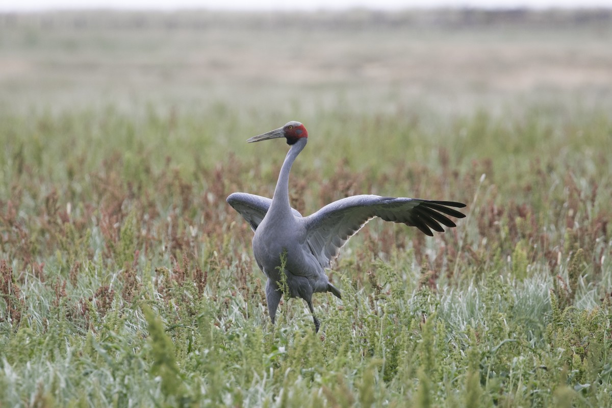 Grulla Brolga - ML646943623