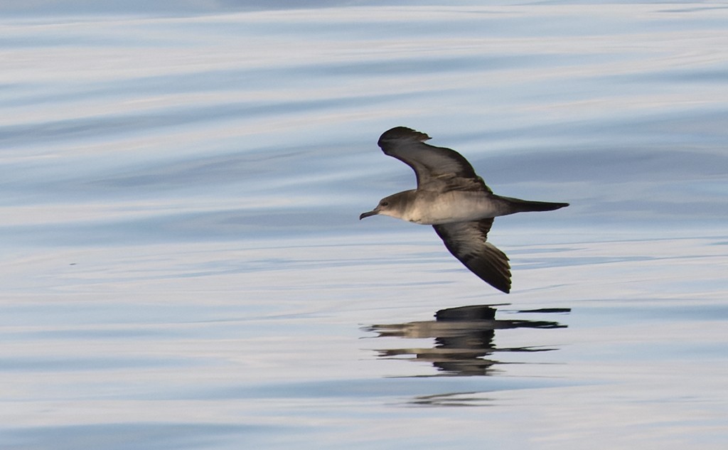 Wedge-tailed Shearwater - ML646943628