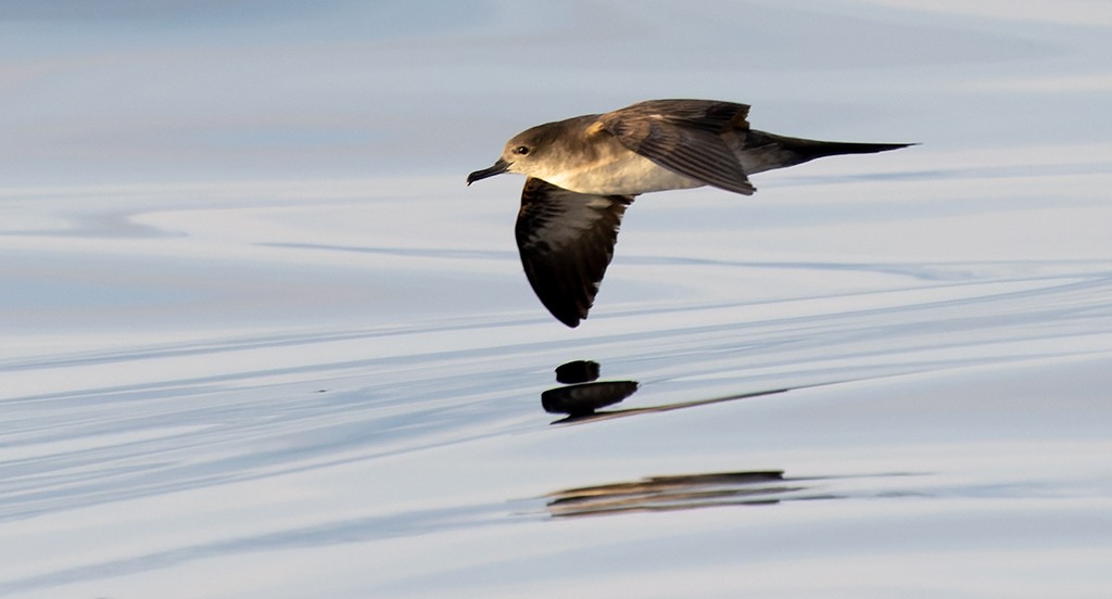 Wedge-tailed Shearwater - ML646943629