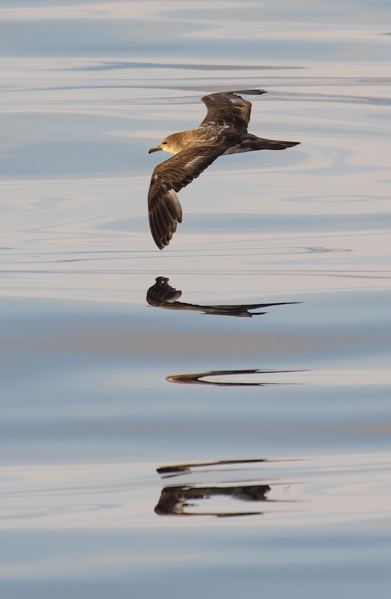 Wedge-tailed Shearwater - ML646943630