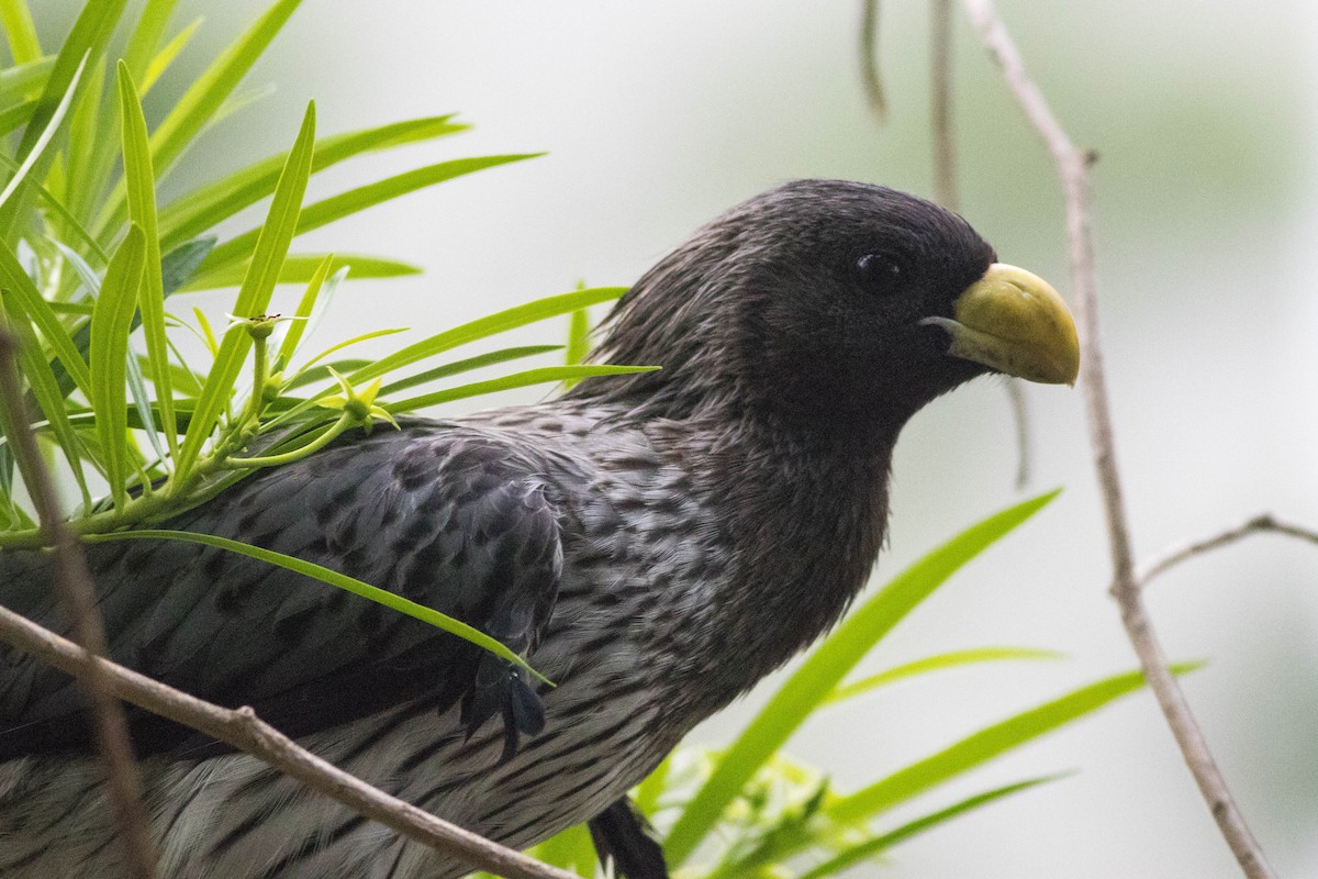 Western Plantain-eater - ML646943632