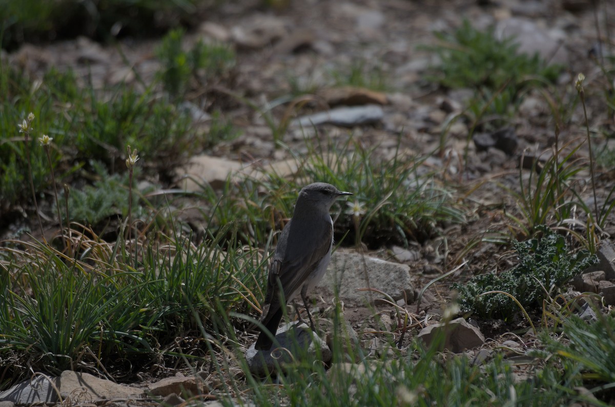 Cinereous Ground-Tyrant - ML646943635