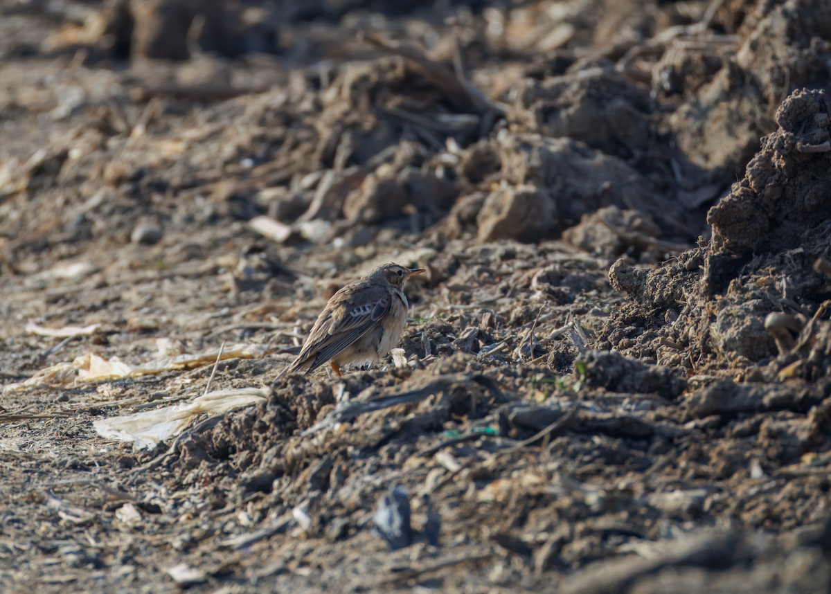 mongolpiplerke - ML646943636