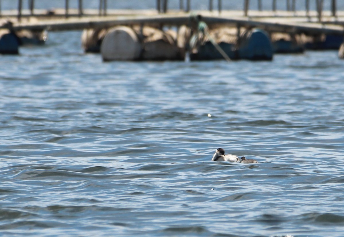 Silvery Grebe - ML646943638