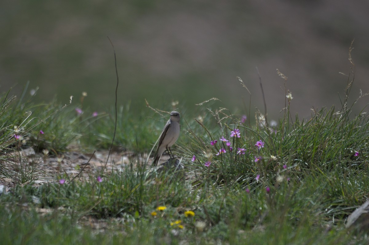Cinereous Ground-Tyrant - ML646943640