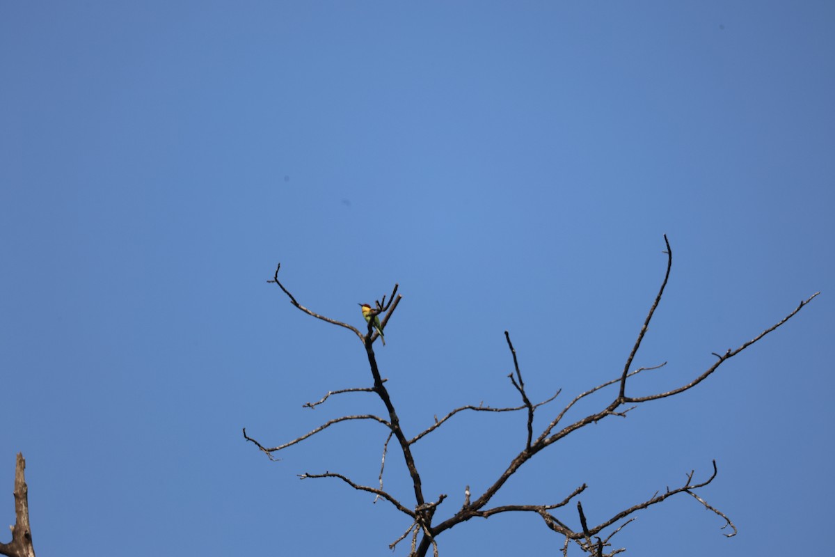 Бджолоїдка індійська - ML646943641