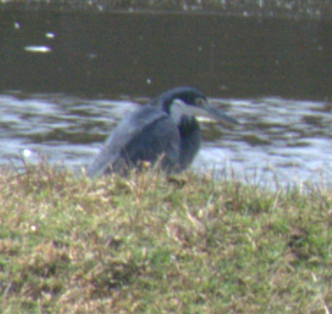 אנפה שחורת-ראש - ML646943643