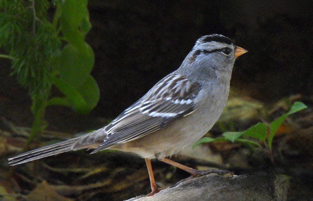 strnadec bělopásý - ML646943644