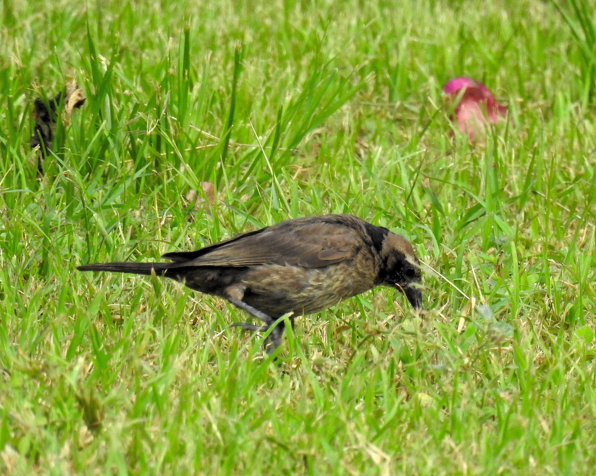 Tordo Renegrido - ML646943646