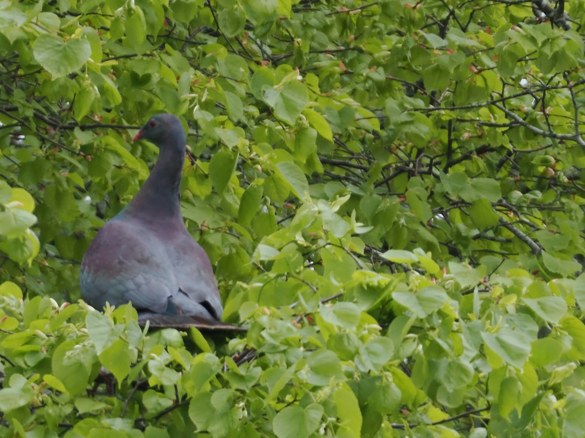 New Zealand Pigeon - ML646943647