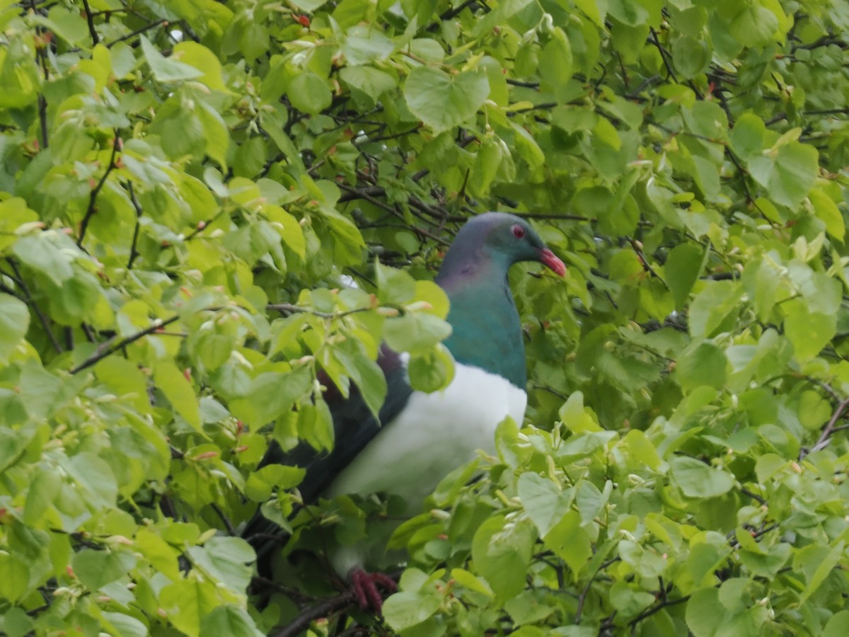 New Zealand Pigeon - ML646943648