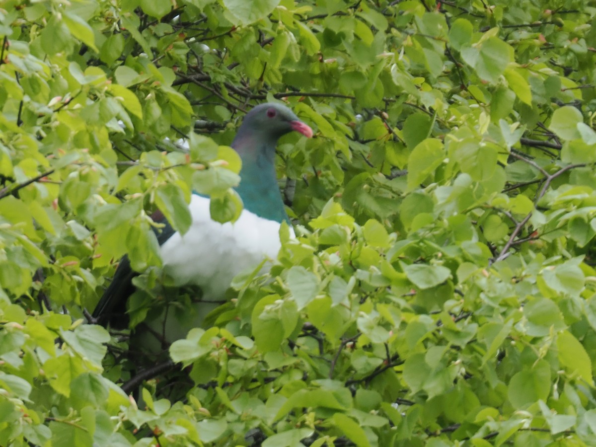 New Zealand Pigeon - ML646943649