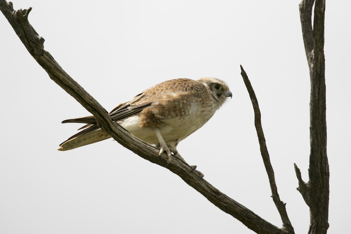 Halcón Berigora - ML646943650