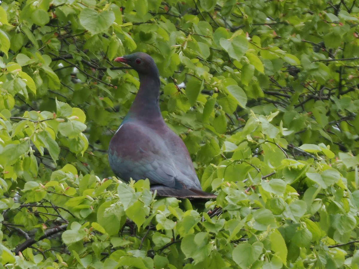 New Zealand Pigeon - ML646943651