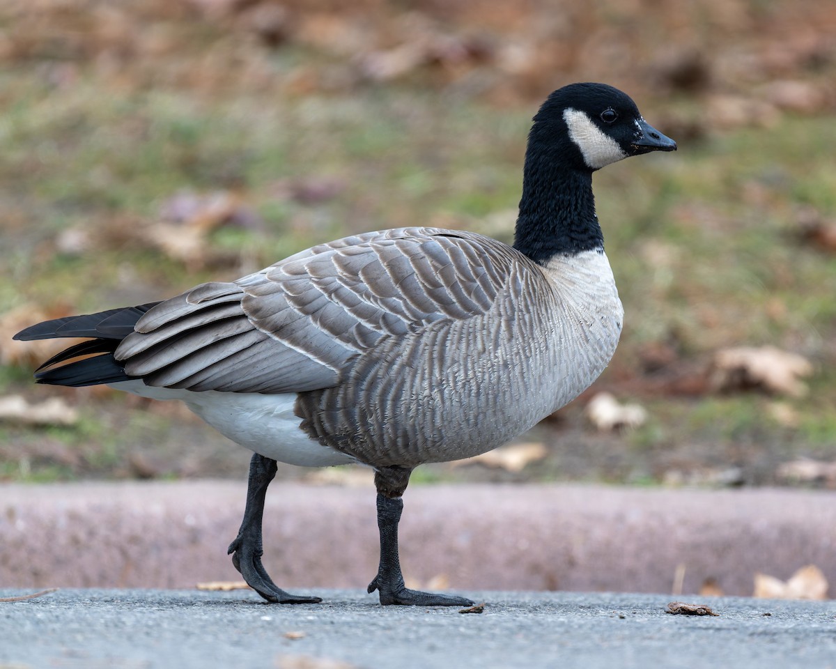 小加拿大雁 - ML646943656