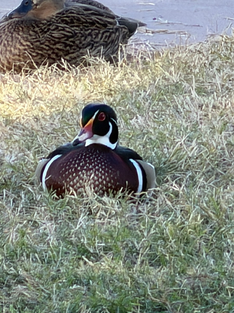 Wood Duck - ML646943657