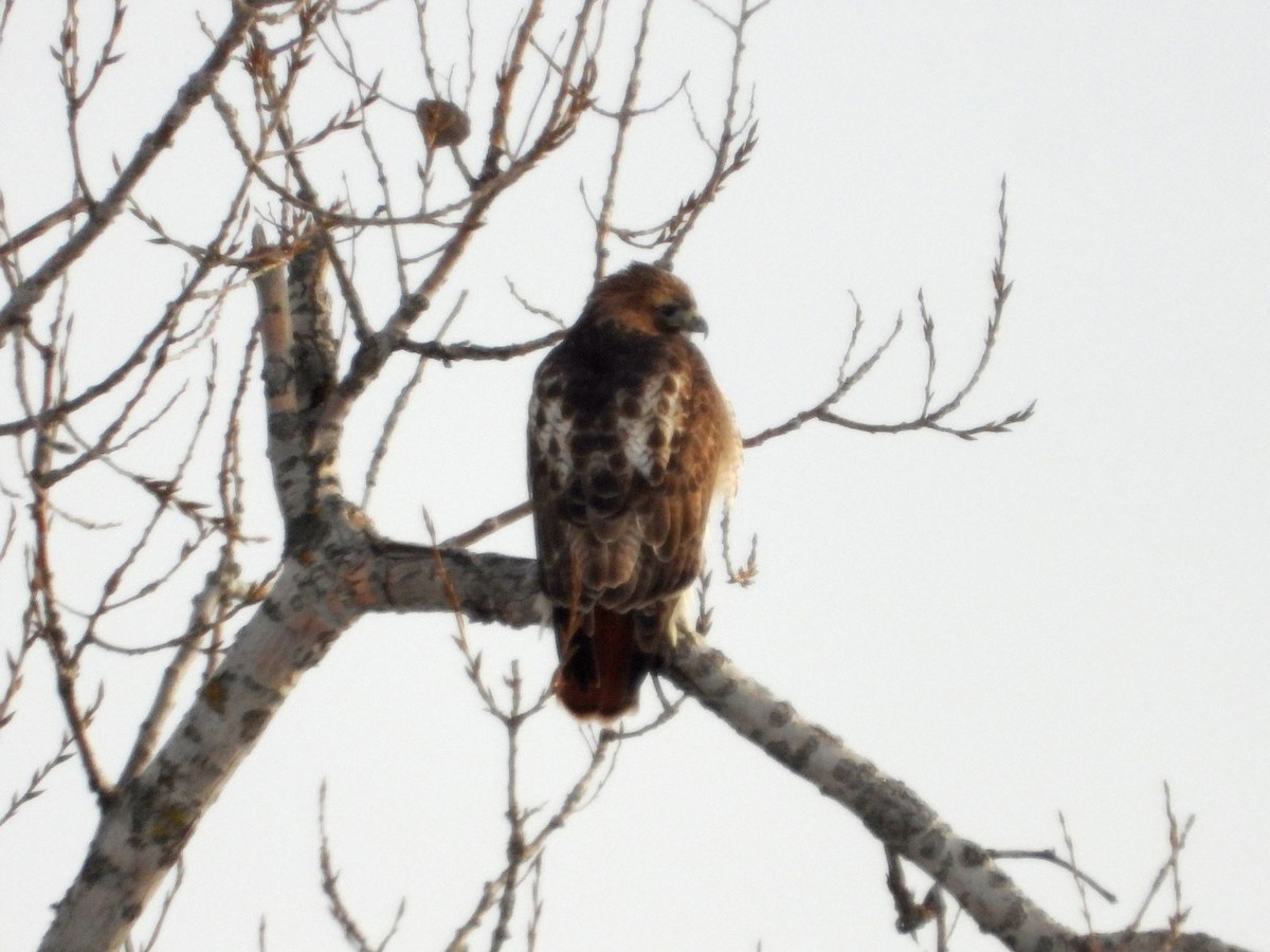 Busardo Colirrojo - ML646943658