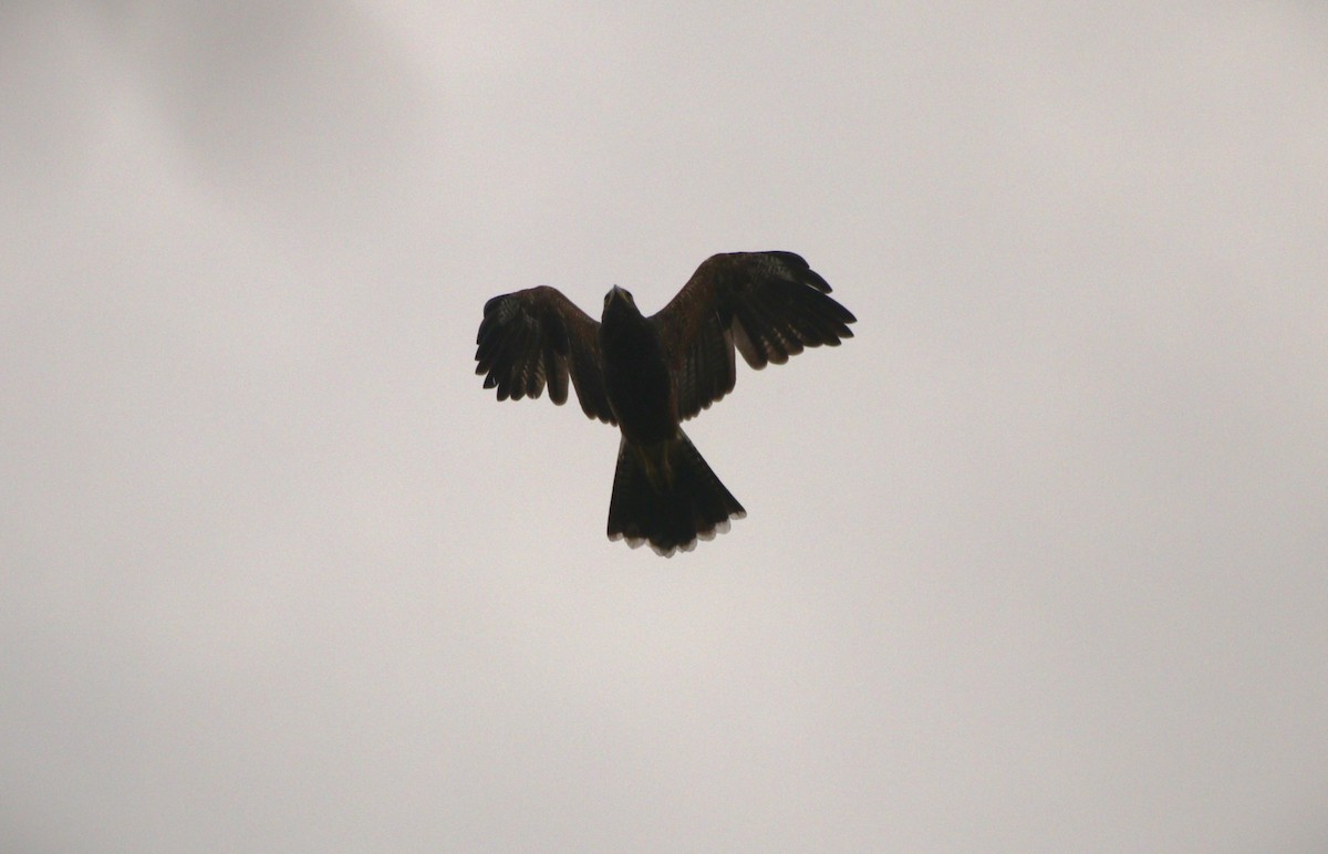 Harris's Hawk - ML646943662