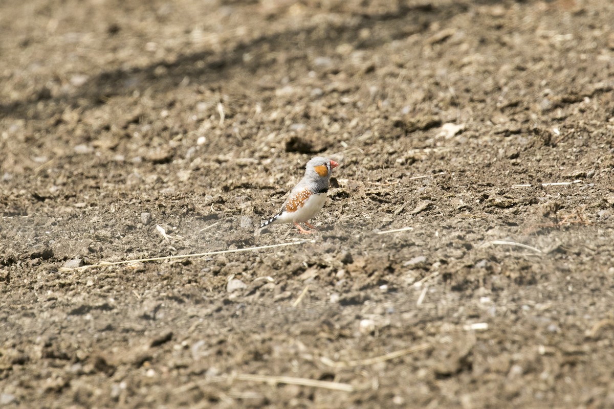 Diamante Cebra - ML646943663