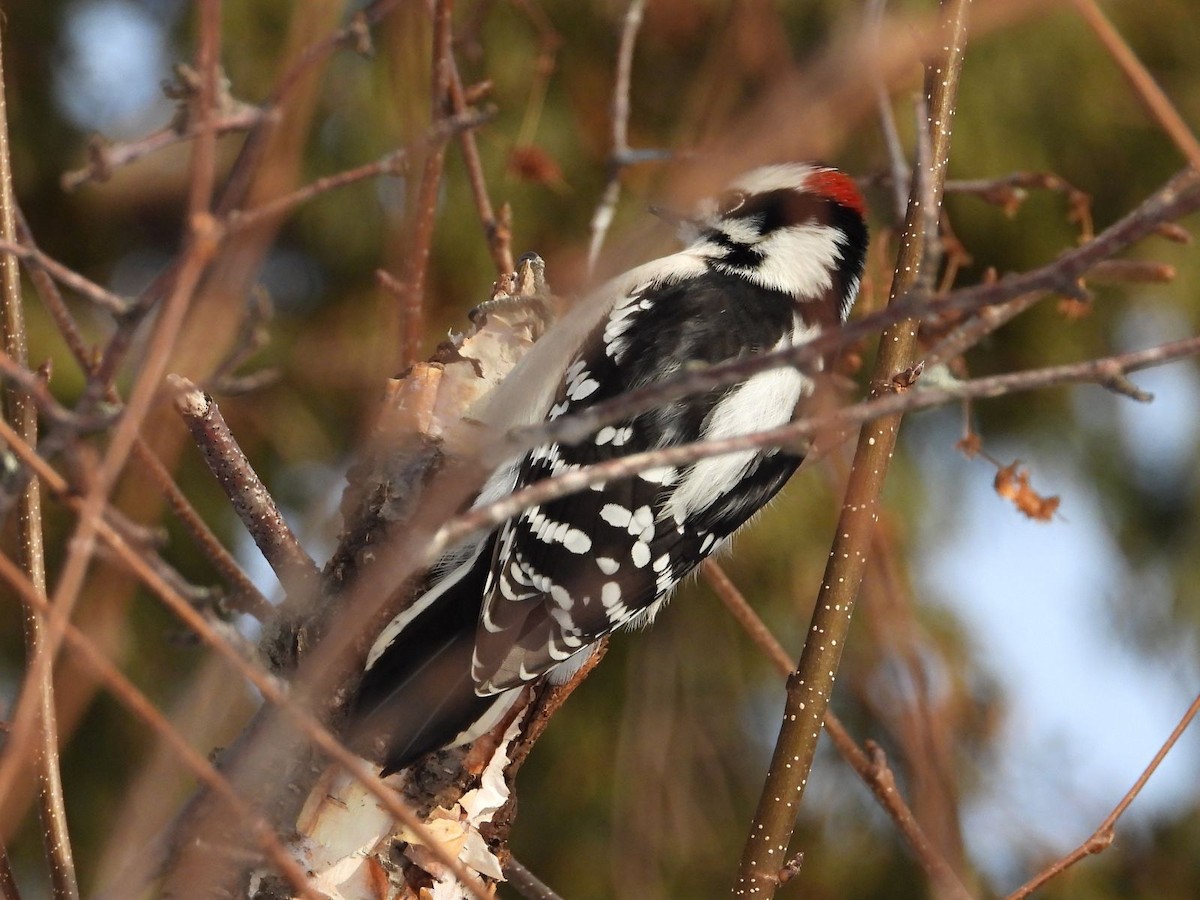 Pico Pubescente - ML646943668