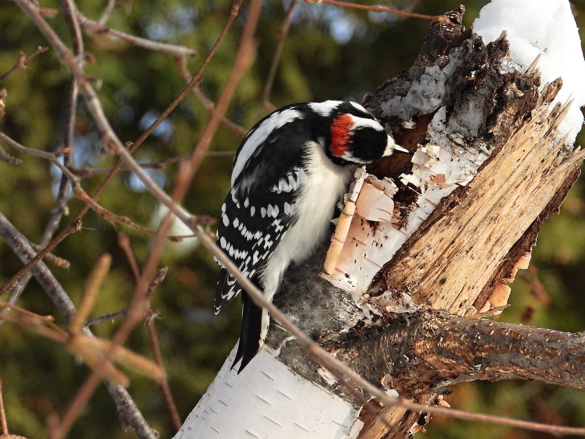 Pico Pubescente - ML646943669