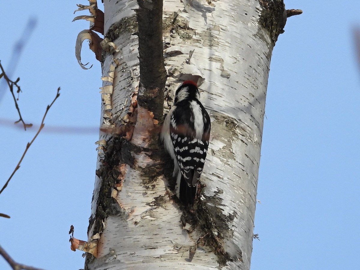 Pico Pubescente - ML646943670