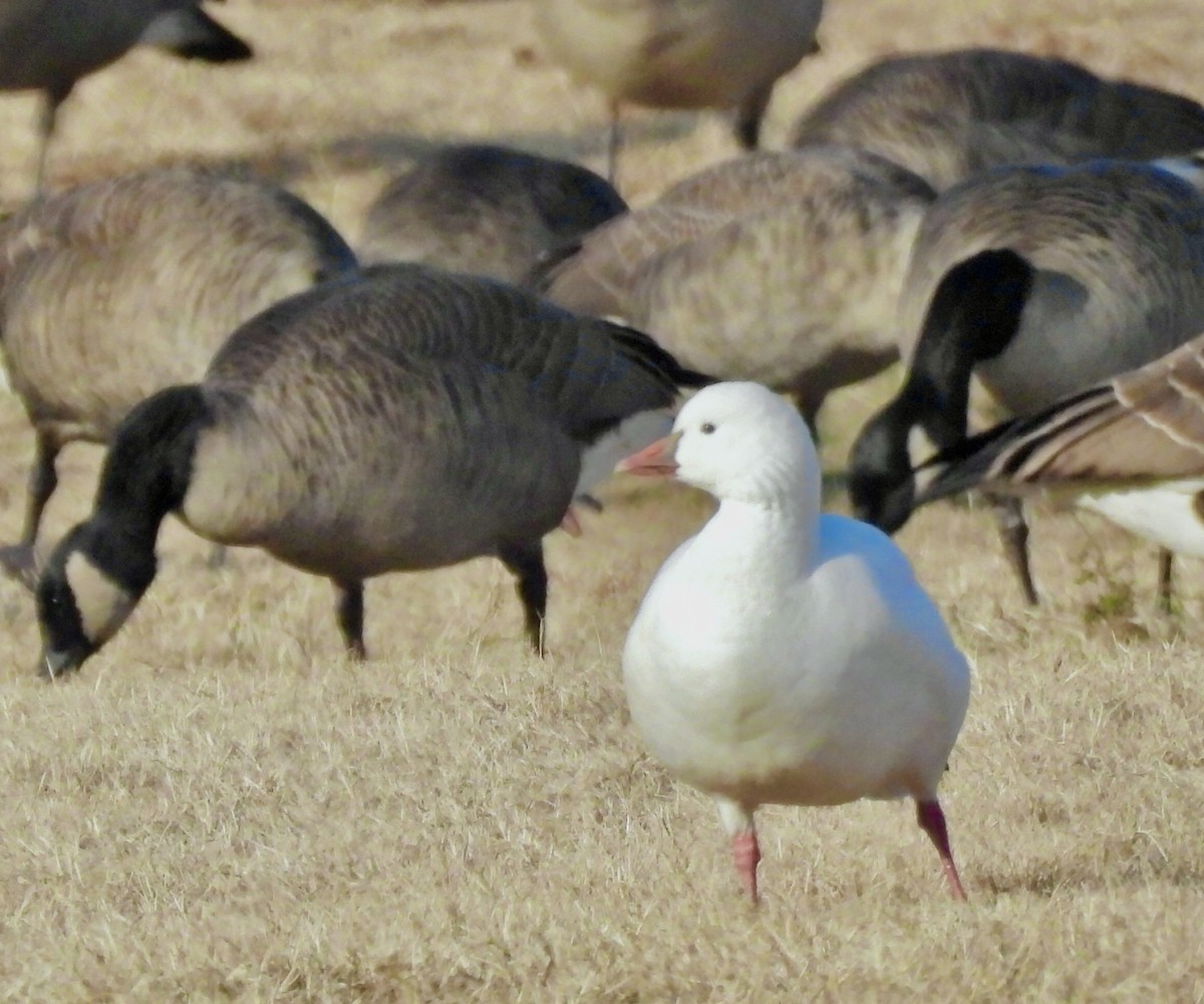 Ross's Goose - ML646943672