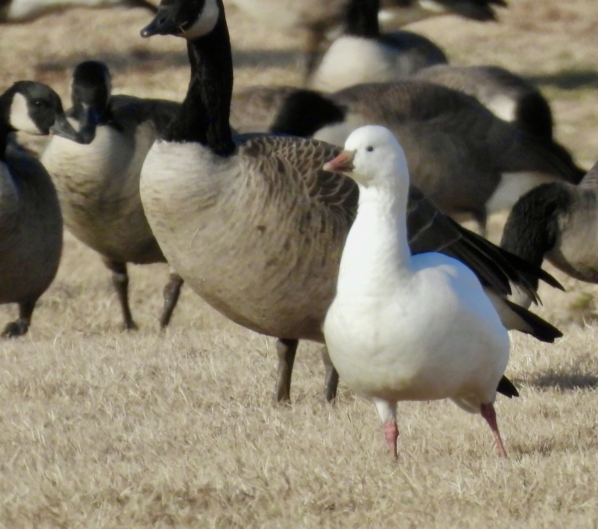 Ross's Goose - ML646943673