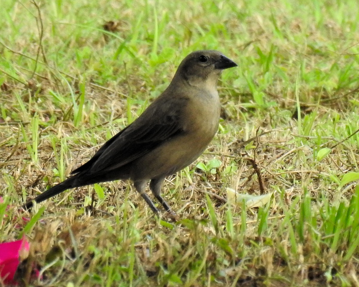 Tordo Renegrido - ML646943675