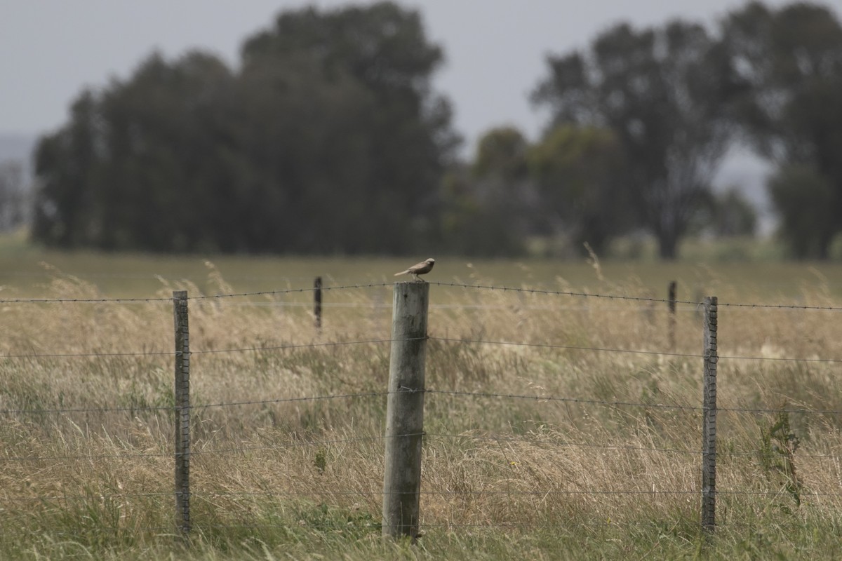 Yerbera Parda - ML646943679